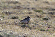 Ny-London Purple Sandpiper