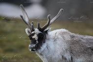 Reindeer 1