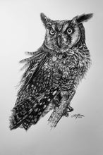 Load image into Gallery viewer, &quot;McLeod&quot; (Long Eared Owl) - Limited Print (2021)
