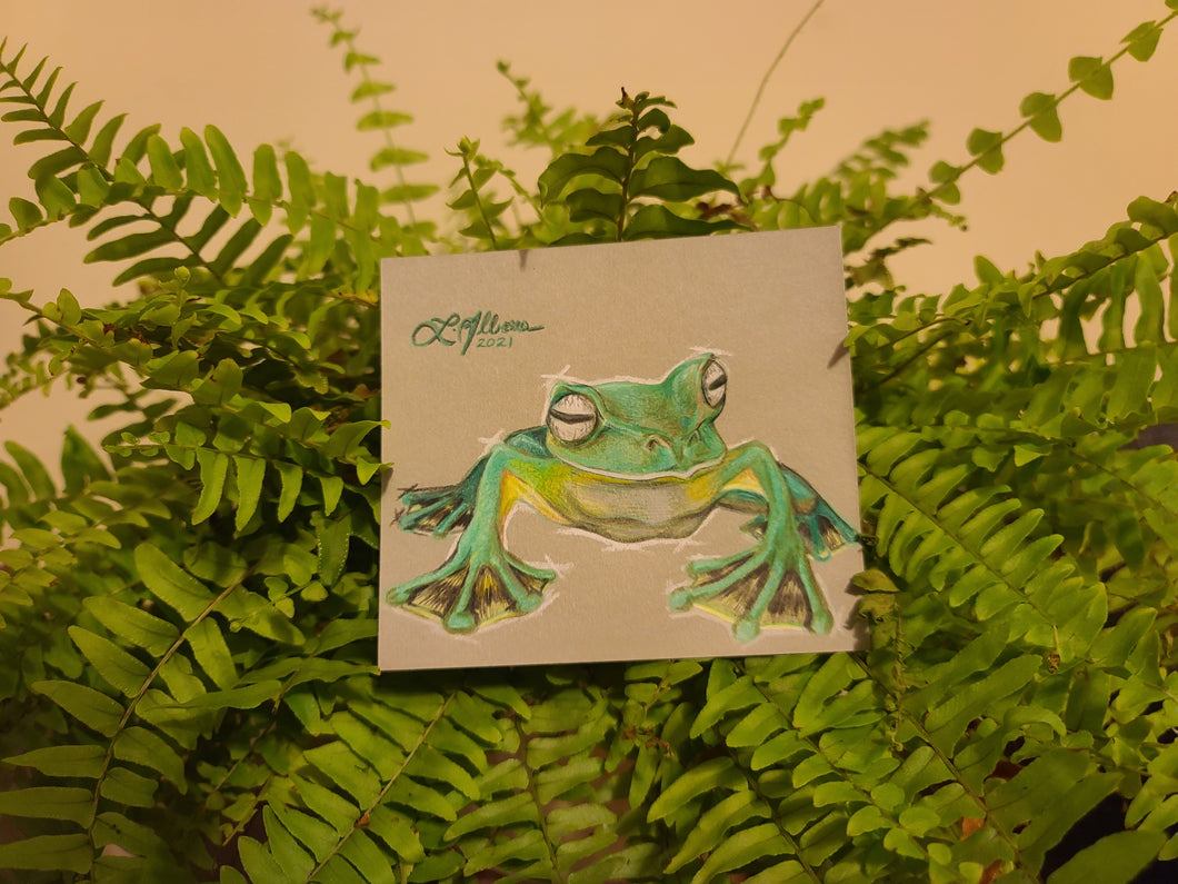 'Flying Frog' (Racophorus nigropalmatus) - Original (2021)