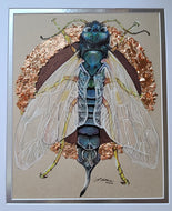 Wood Wasp (Sirex noctilia) - (2022)
