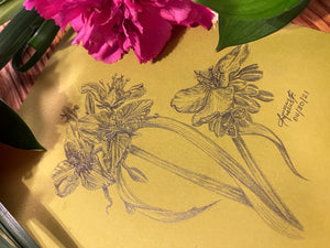‘Western Spiderwort’ (Tradescantia occidentalis) - Original (2021)