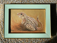 13 Lined Ground Squirrel