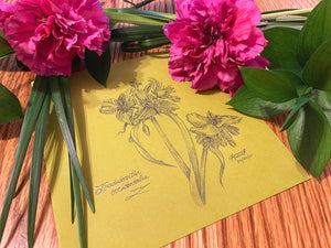 ‘Western Spiderwort’ (Tradescantia occidentalis) - Original (2021)
