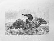 Rain Loon II Original (2020)