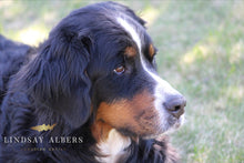Load image into Gallery viewer, Lana, The Family Bernese (2020)
