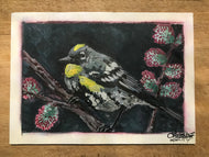 Yellow Rump Warbler Original