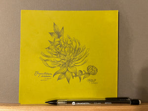 ‘Chrysanthemum’ Study (Chrysanthemum indicum) - Original (2021)