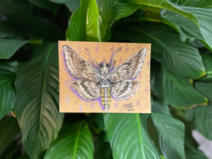 Day 5 - Five Spotted Hawk Moth